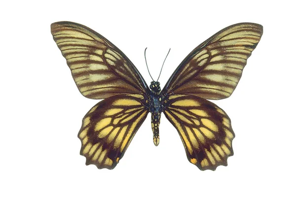 Papillon Coloré Isolé Sur Fond Blanc — Photo