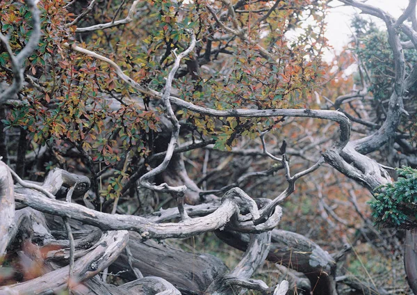 Malebný Pohled Křivé Větve Stromů Lese — Stock fotografie