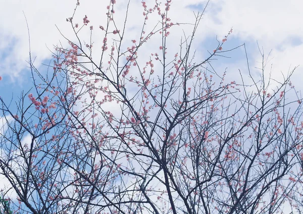 tree branches with small flowers against blue sky