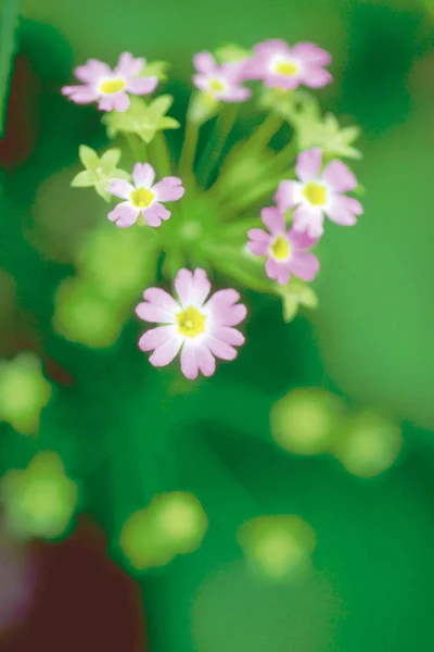 Schließen Sie Die Zarte Blüte Leuchtend Violette Blüten — Stockfoto