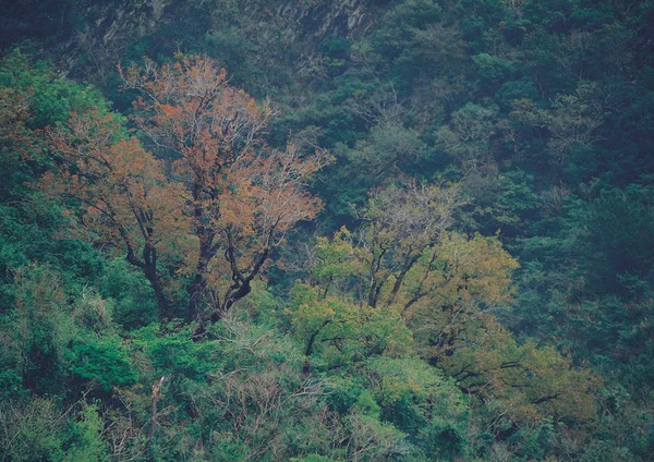 Friss Zöld Levelek Ágai Erdő — Stock Fotó