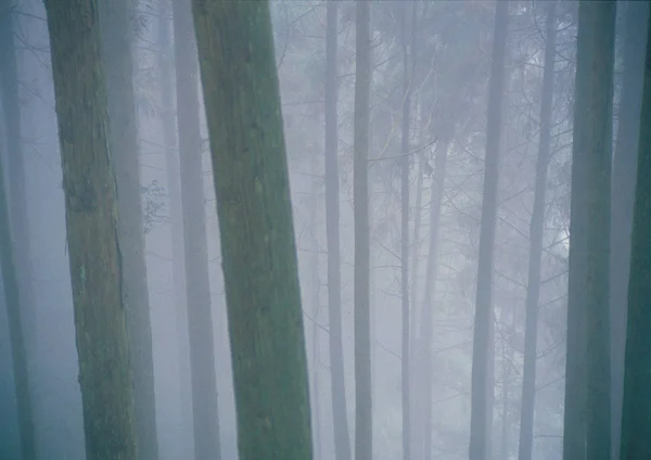 Vue Panoramique Brouillard Brumeux Dans Forêt — Photo