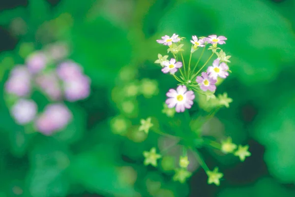 Pályázati Virágzó Világos Lila Virágok Nézet Bezárása — Stock Fotó