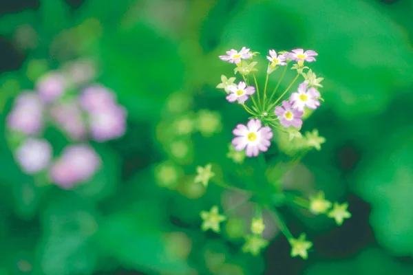 Weergave Van Tedere Bloeiende Lichte Paarse Bloemen Sluiten — Stockfoto