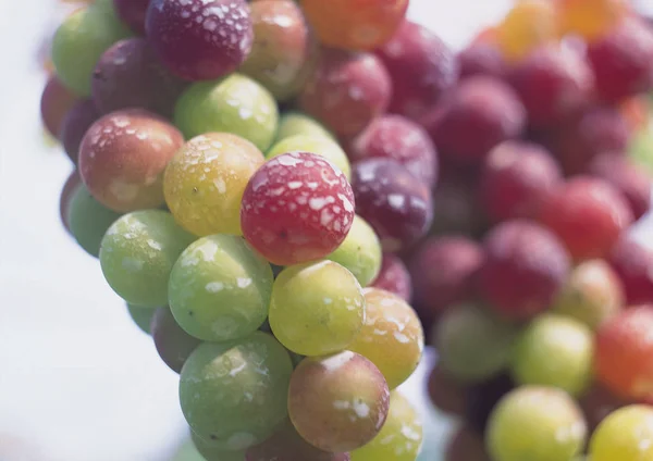 Фіолетовий Виноград Органічний Продукт — стокове фото