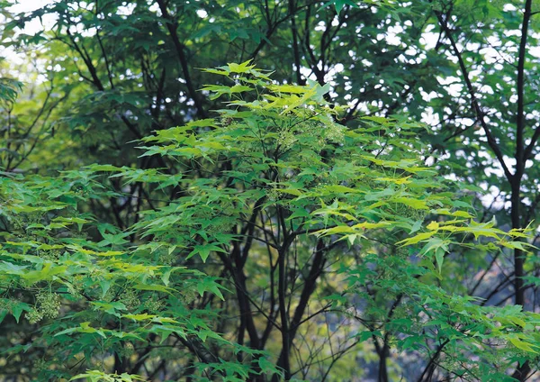 신선한 녹색의 풍경을 나뭇가지에 나뭇잎 — 스톡 사진