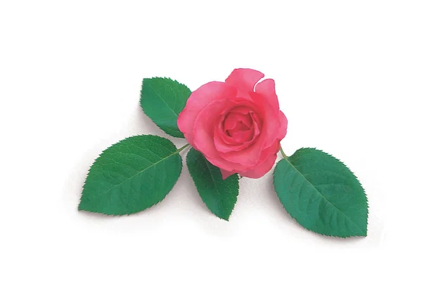 Bela Flor Rosa Fundo — Fotografia de Stock