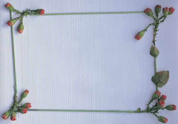 Frame Flowers Leaves — Stock Photo, Image