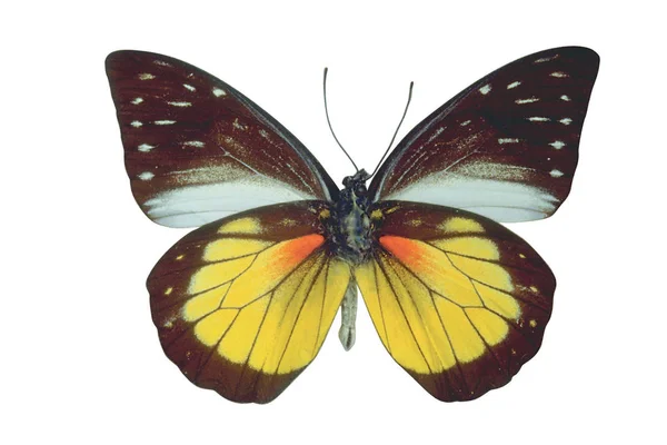 Барвистий Метелик Ізольований Білому Тлі — стокове фото