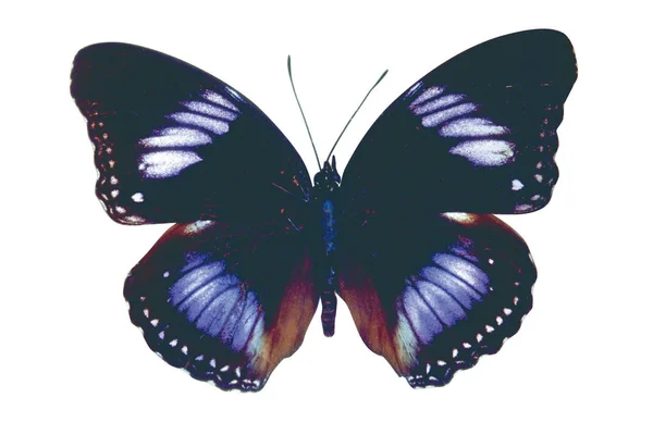 Beyaz Arka Plan Üzerinde Izole Mor Siyah Renkli Kelebek — Stok fotoğraf