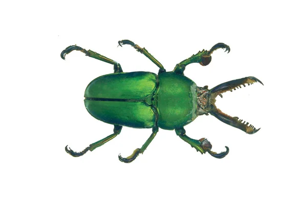 Beyaz Arka Plan Üzerinde Izole Yeşil Böcek Portre — Stok fotoğraf