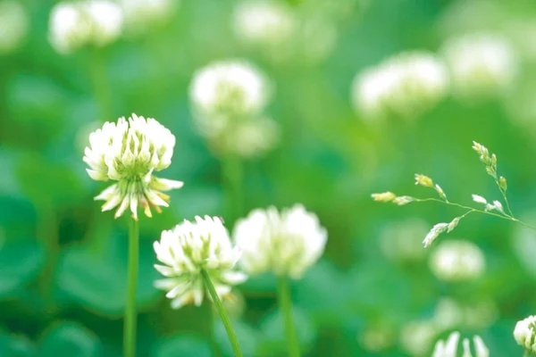 Close View Blooming Tender White Clover Flowers — Stock Photo, Image