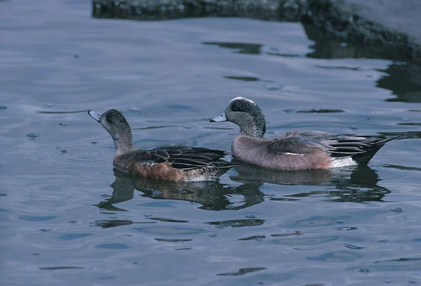 Aves Selvagens Habitat Natural — Fotografia de Stock