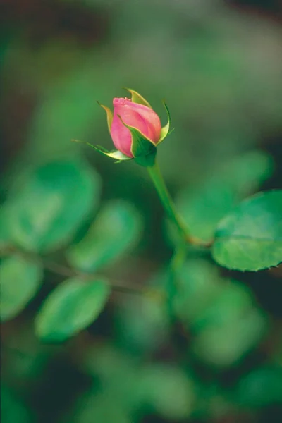 Vista Vicino Del Tenero Fiore Rosa Rosa — Foto Stock