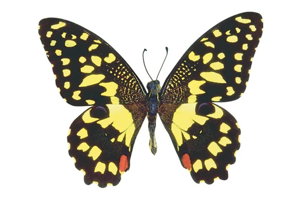 Mariposa Colorida Punteada Amarilla Aislada Sobre Fondo Blanco —  Fotos de Stock