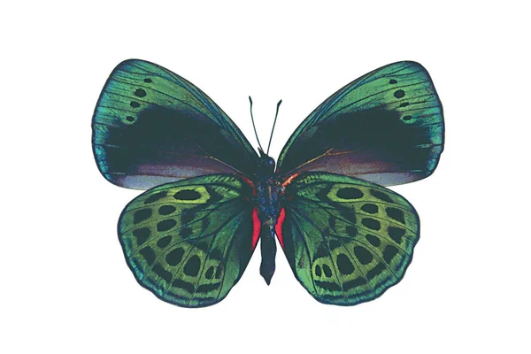 白い背景に分離された緑のカラフルな蝶 — ストック写真