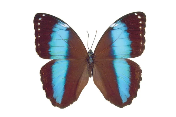 Mariposa Color Marrón Azul Aislada Sobre Fondo Blanco —  Fotos de Stock