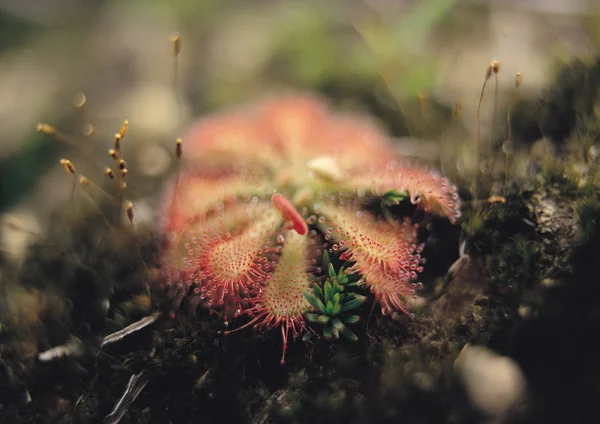 Esboço Natureza Plantas Selvagens — Fotografia de Stock