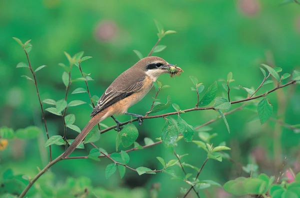 自然の生息地で野生の鳥 — ストック写真