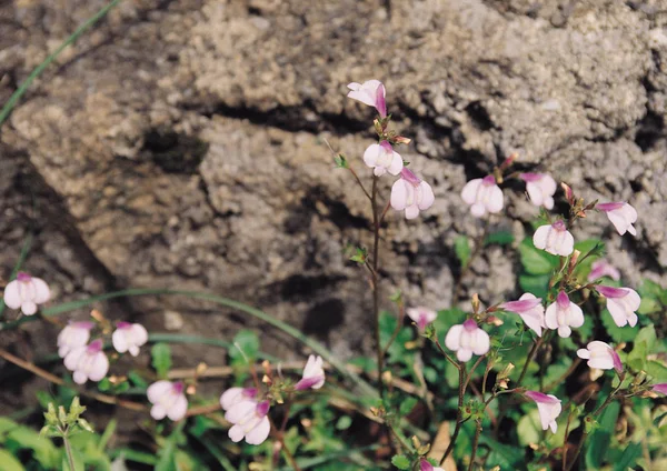 Bosquejo Naturaleza Plantas Silvestres — Foto de Stock