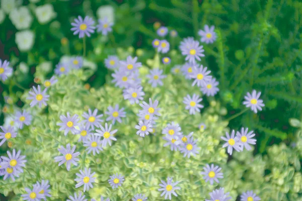 Yeşil Yaprakları Ile Çiçeklenme Küçük Işık Mor Çiçeklerin Görünümü Kapat — Stok fotoğraf