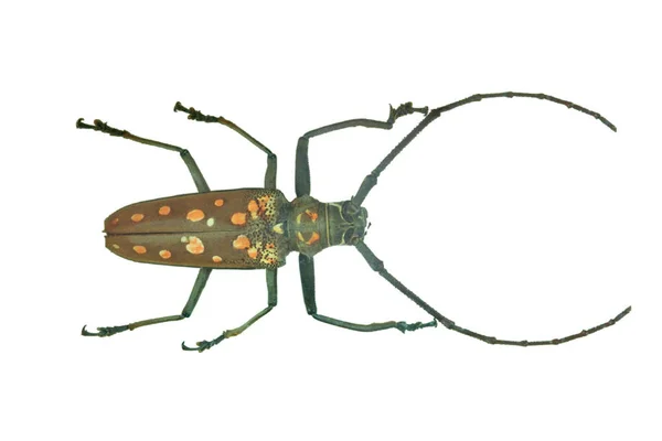 Verde Bug Closeup Isolado Fundo Branco — Fotografia de Stock