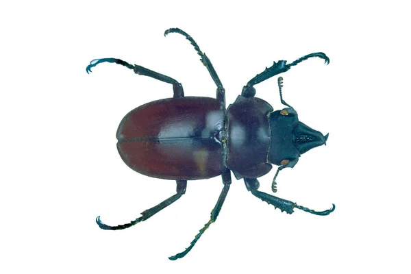 Schwarze Käfer Nahaufnahme Isoliert Auf Weißem Hintergrund — Stockfoto