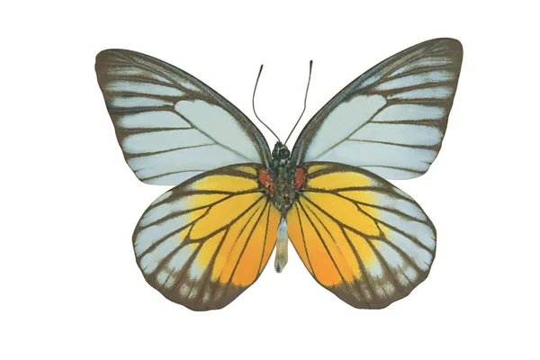 Modrý Barevný Motýl Izolovaných Bílém Pozadí — Stock fotografie