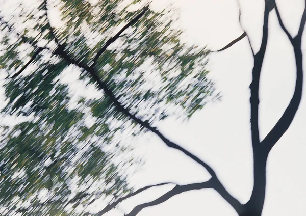 하늘에 나뭇가지의 흐린된 이미지 — 스톡 사진
