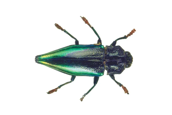 Verde Preto Bug Closeup Isolado Fundo Branco — Fotografia de Stock