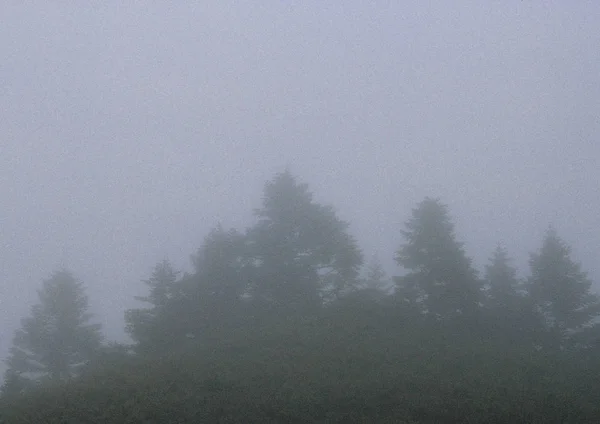 Vue Panoramique Brouillard Brumeux Dans Forêt — Photo