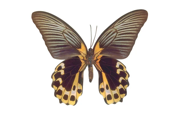 Барвистий Метелик Ізольований Білому Тлі — стокове фото