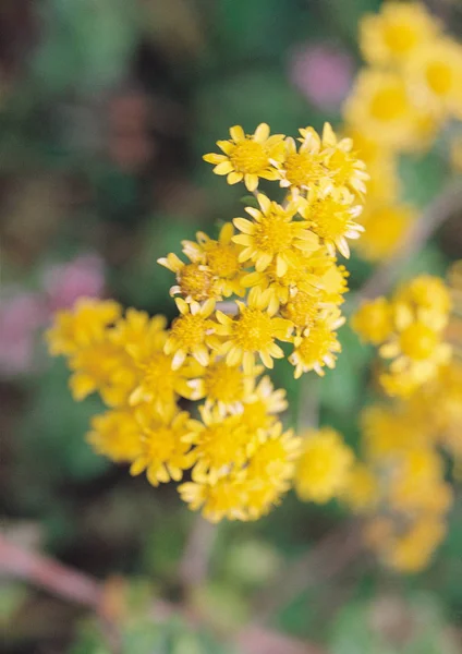 Vista Cerca Flores Amarillas Silvestres — Foto de Stock