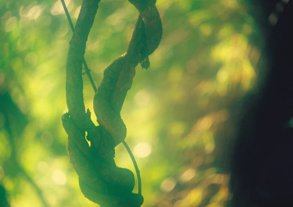 scenic view of crooked tree branches in forest