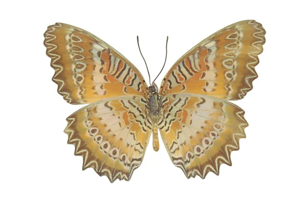 Коричневий Барвистий Метелик Ізольований Білому Тлі — стокове фото