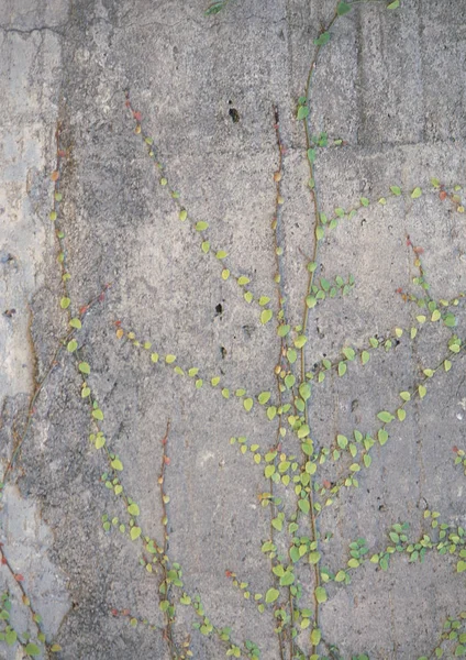 Detail Van Muur Textuur Achtergrond — Stockfoto