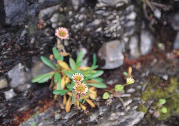 Bosquejo Naturaleza Plantas Silvestres — Foto de Stock