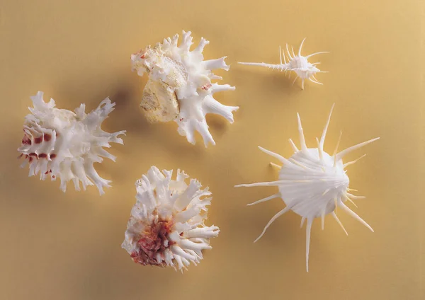 Close Seup View Sea Shells Yellow Background — Stok Foto