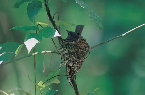 自然の生息地で野生の鳥 — ストック写真