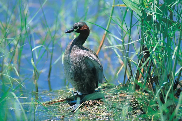 Természetes Élőhely Vadon Élő Madarak — Stock Fotó