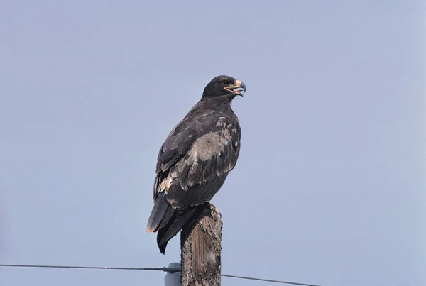 Vild Fågel Naturliga Livsmiljöer — Stockfoto