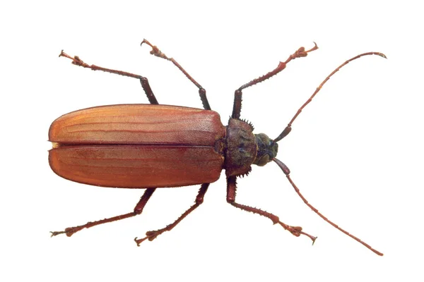 Brown Bug Closeup Isolated White Background — Stock Photo, Image