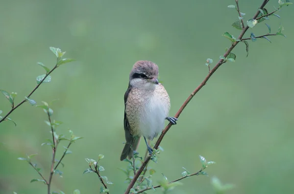 自然の生息地で野生の鳥 — ストック写真