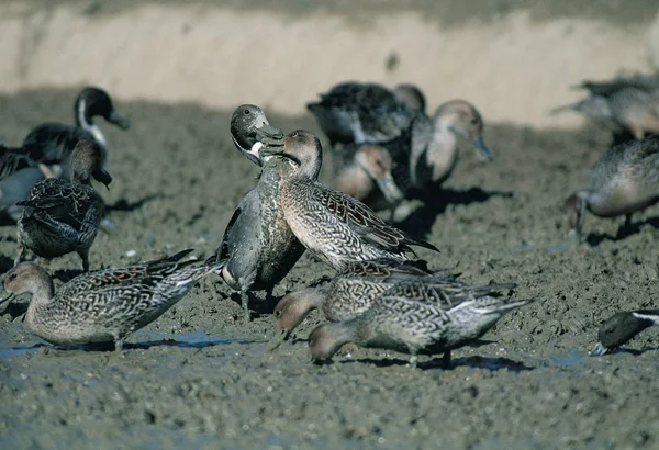 Aves Selvagens Habitat Natural — Fotografia de Stock