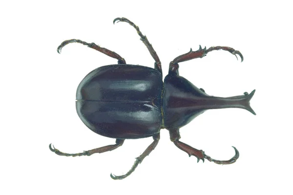 Zwarte Bug Close Geïsoleerd Witte Achtergrond — Stockfoto