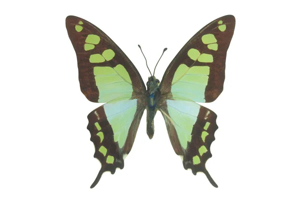 Mariposa Verde Colorido Aislado Sobre Fondo Blanco —  Fotos de Stock