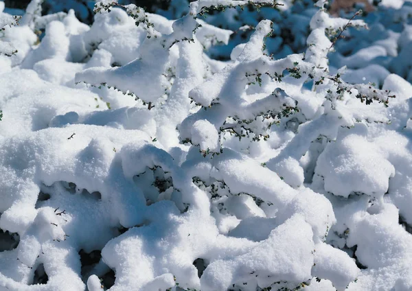 Neige Recouverte Herbe Pelucheuse Blanche — Photo