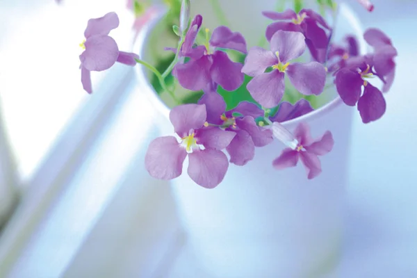 Close View Tender Aroma Purple Flowers White Vase — Stock Photo, Image