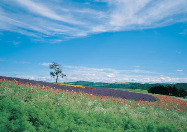 Schöne Landschaft Mit Farbenfrohen Blumen Tag — Stockfoto