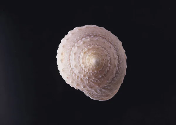 Closeup View Sea Shell Black Background — Stock Photo, Image